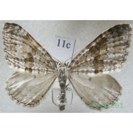 Entephria caesiata (Denis & Schiffermüller, 1775) Czech11c